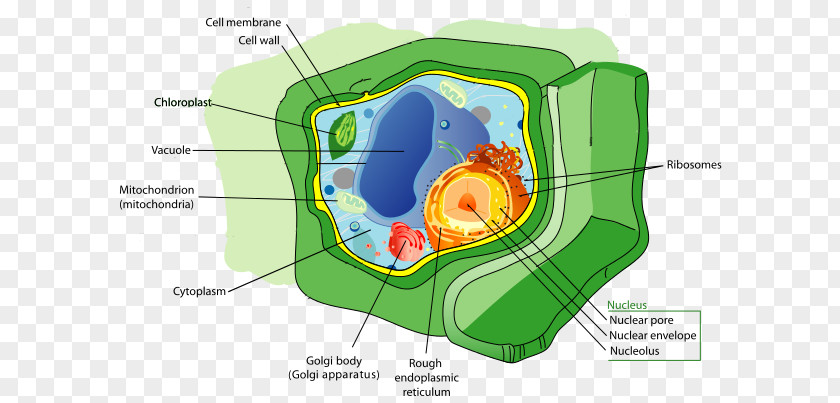 Cellular Chart Plant Cell Biology Organelle PNG