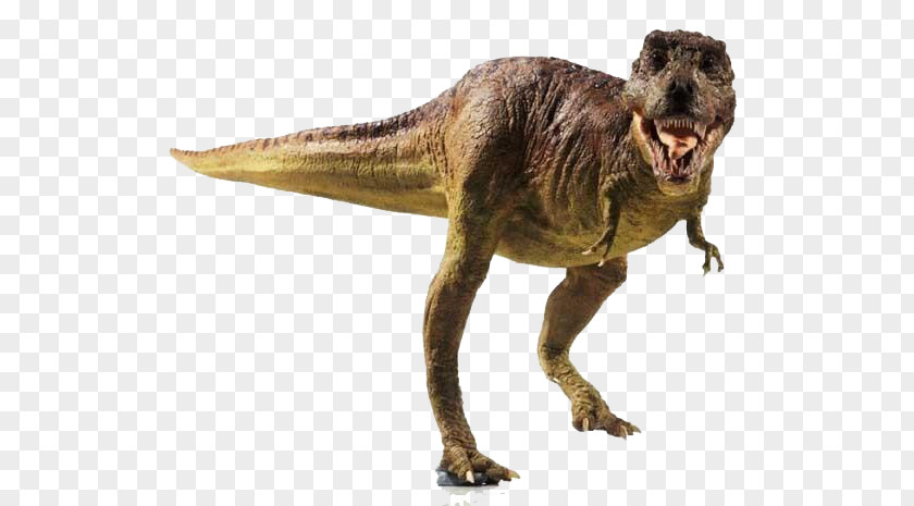 Dinosaur Tyrannosaurus Late Cretaceous Stegosaurus Why Dinosaurs Matter PNG