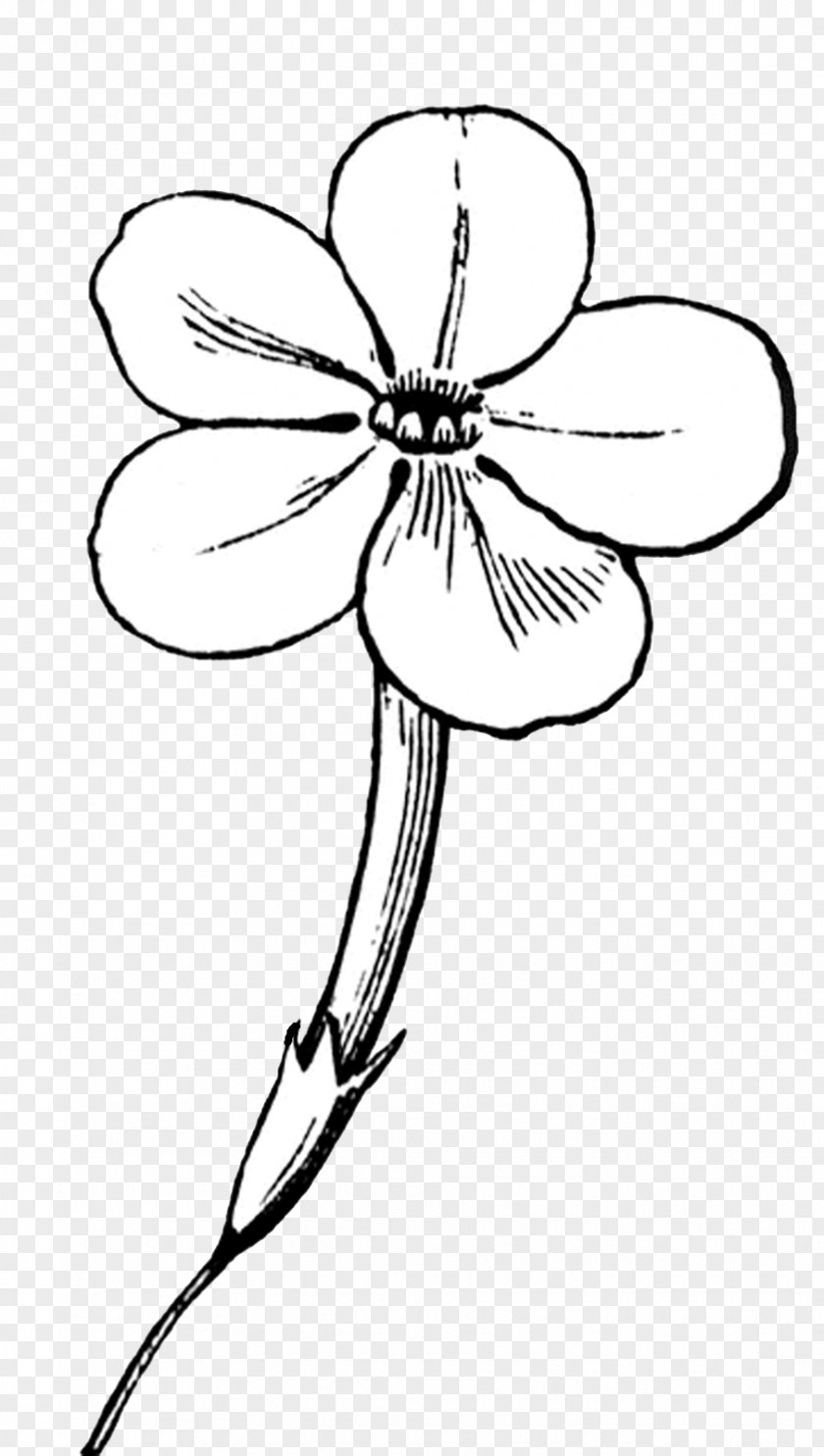 Flower Line Art Drawing Clip PNG