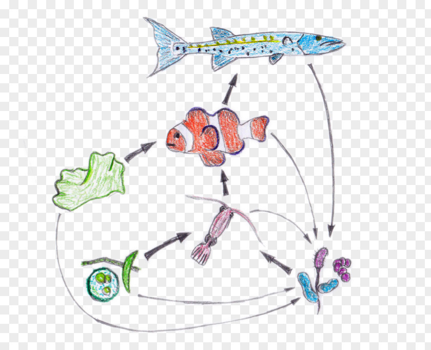Real Starfish Food Web Chain Nemo Ecosystem PNG