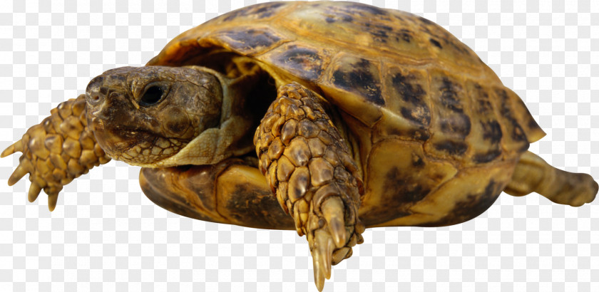 Turtle Sea Reptile Tortoise PNG