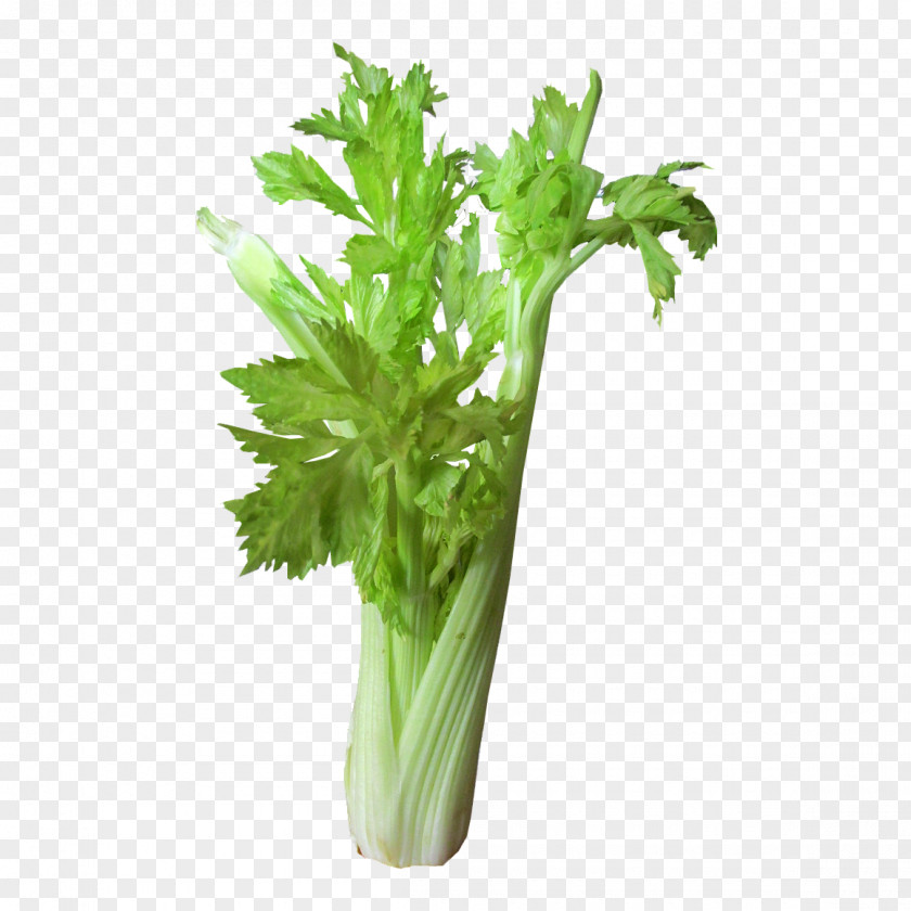 Celery Leaves Bloody Mary Juice Gimlet Cocktail Vegetable PNG