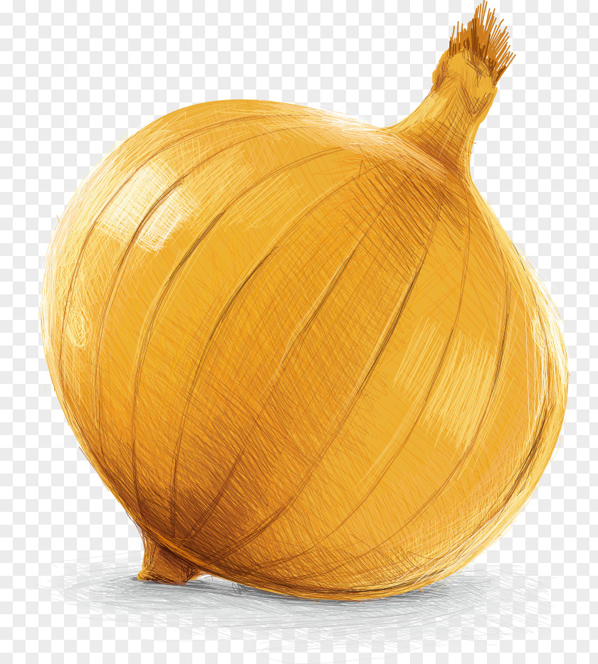Vector Painted Onion Yellow Calabaza Pumpkin Vegetable PNG
