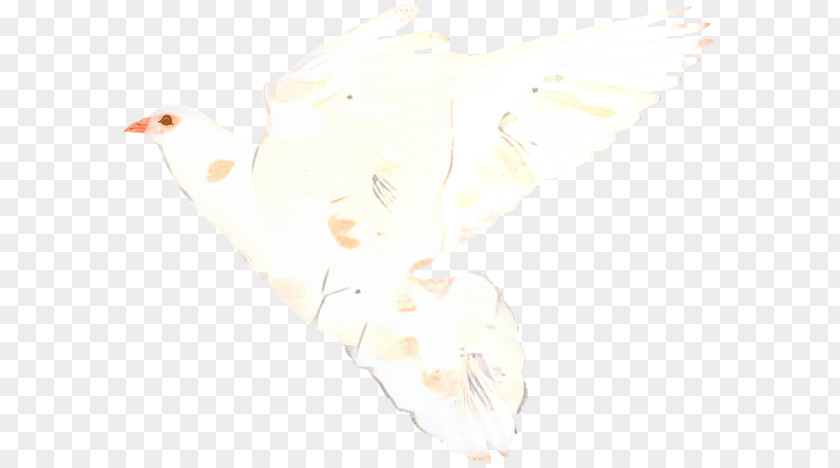 White Background PNG