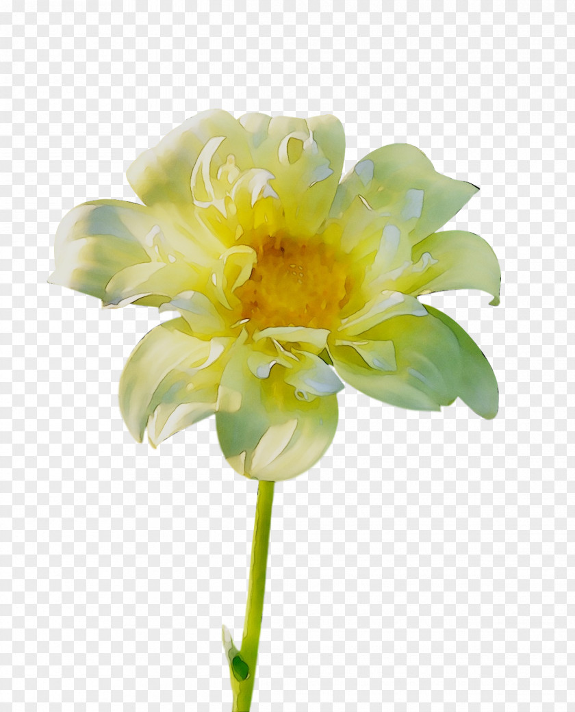 Cut Flowers Floristry Plant Stem Petal Daisy Family PNG