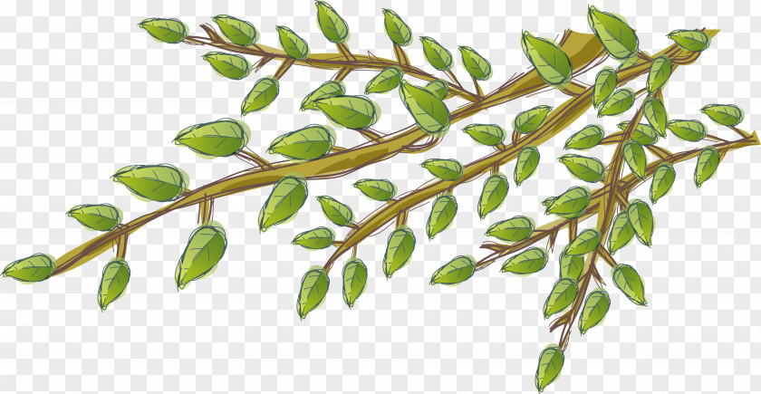 Green Leaf Branch Tree PNG