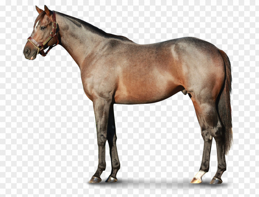 Mustang Stallion Moyle Horse Pony Narragansett Pacer PNG