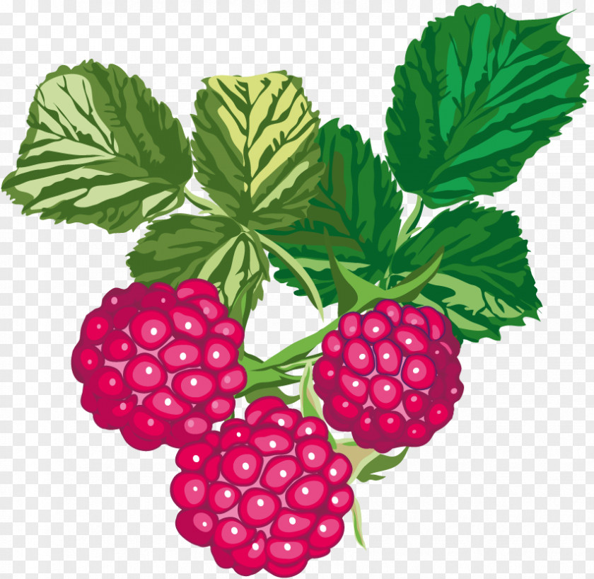 Raspberry Fruit Rubus Crataegifolius PNG