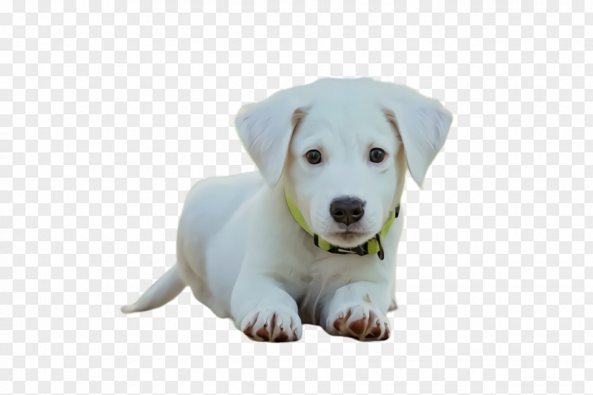 Retriever Labrador Dog Breed Puppy White PNG