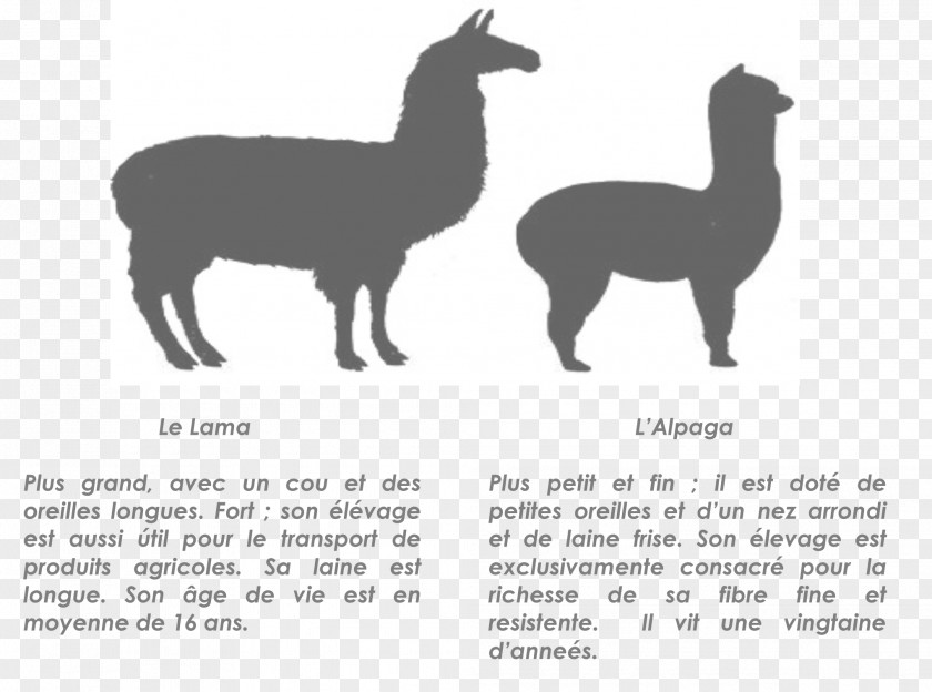 T-shirt Llama Alpaca Vicuña Camel PNG