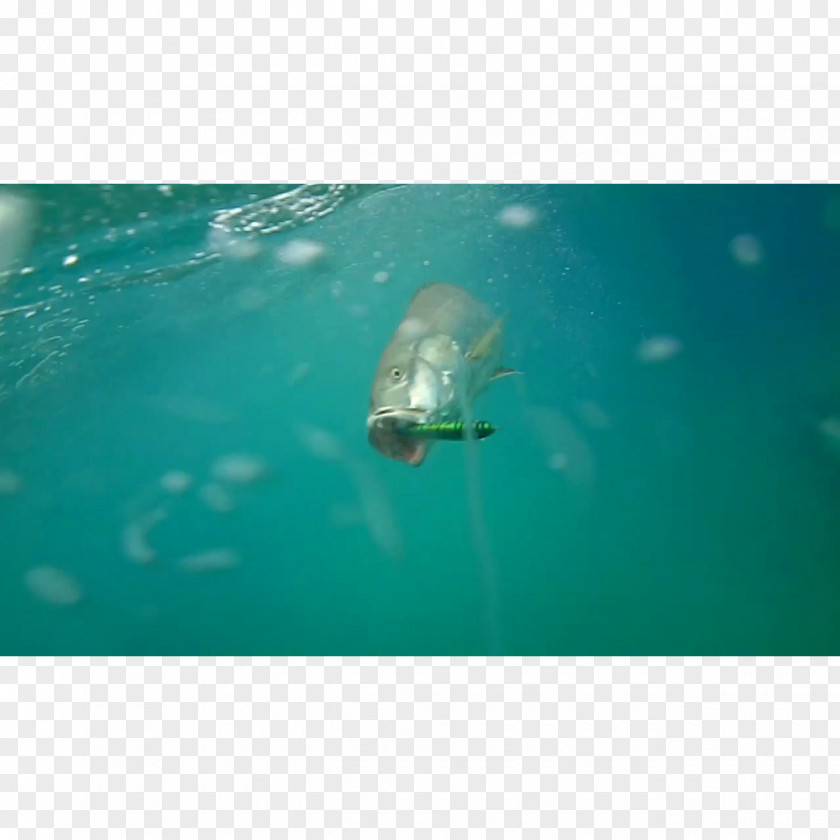 Water Underwater Sea Marine Biology Fish PNG