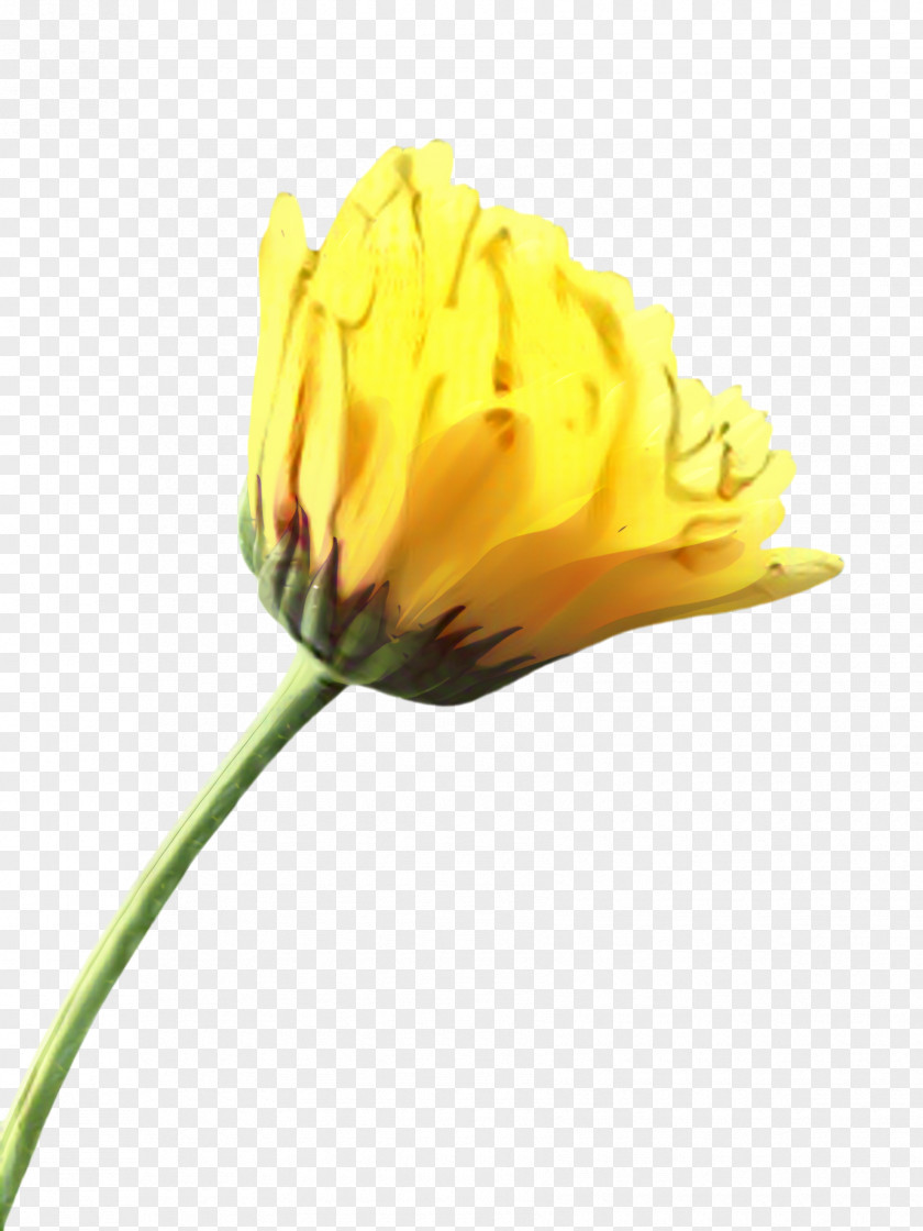 Wildflower Pedicel Marigold Flower PNG
