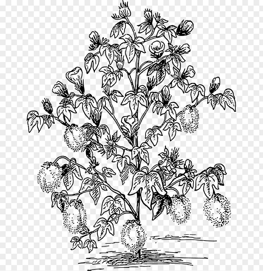 Cotton Plant Drawing Clip Art PNG