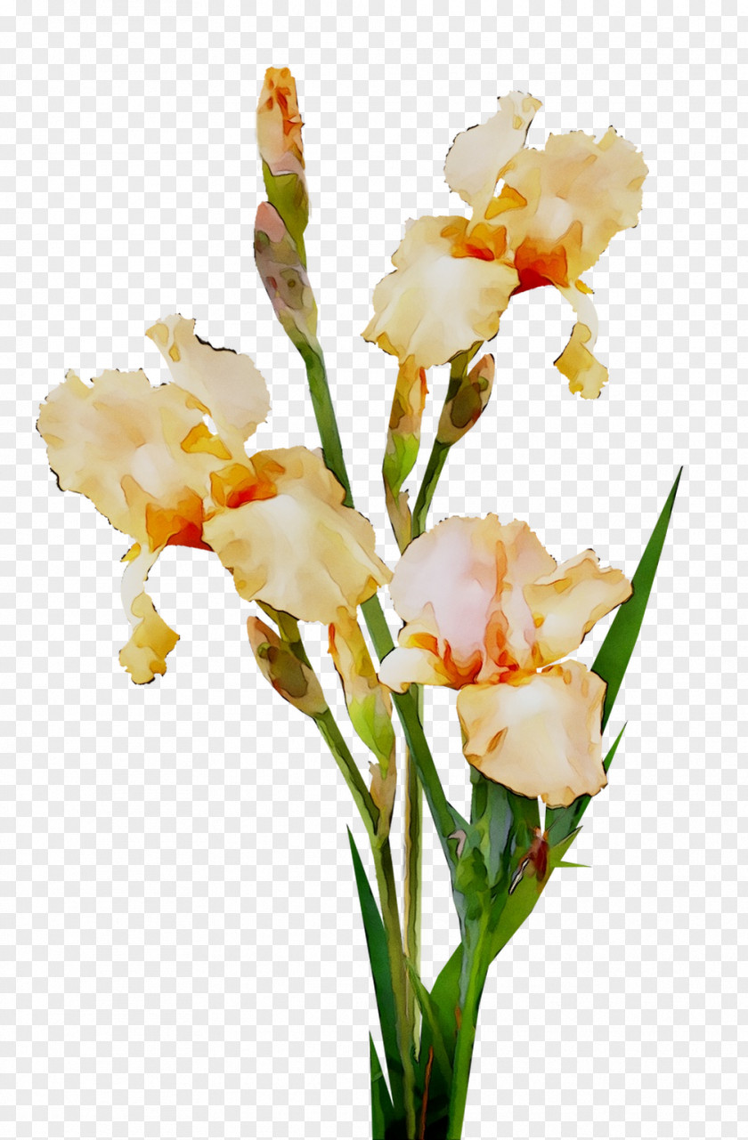 Cut Flowers Gladiolus Floral Design Plant Stem Canna PNG
