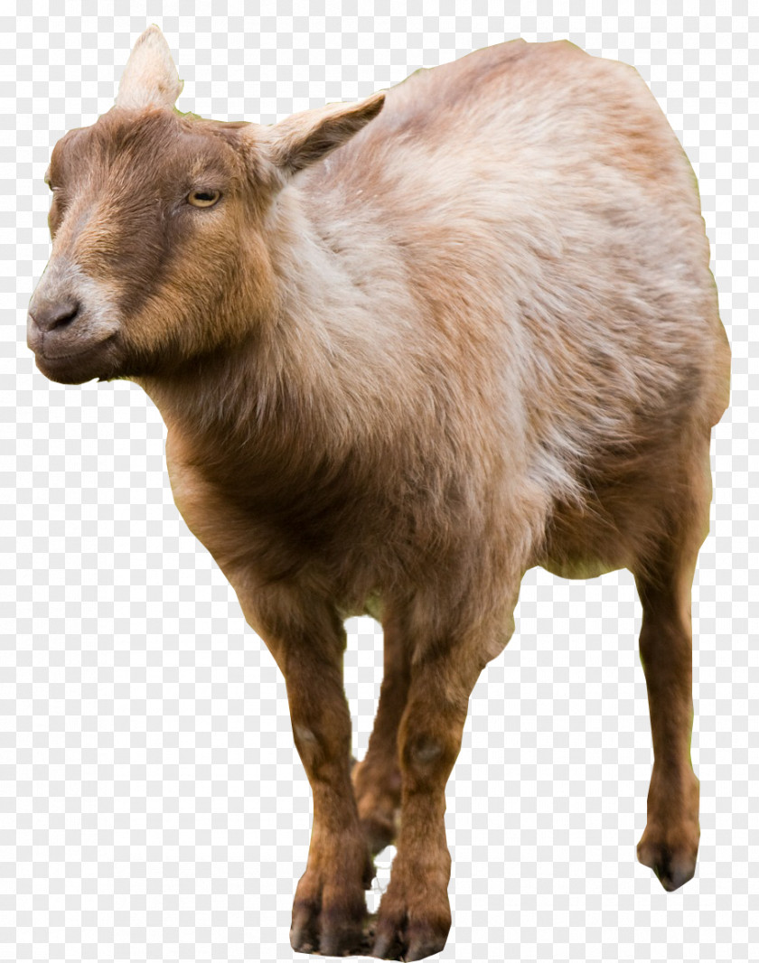 Goat Cattle Mammal PNG