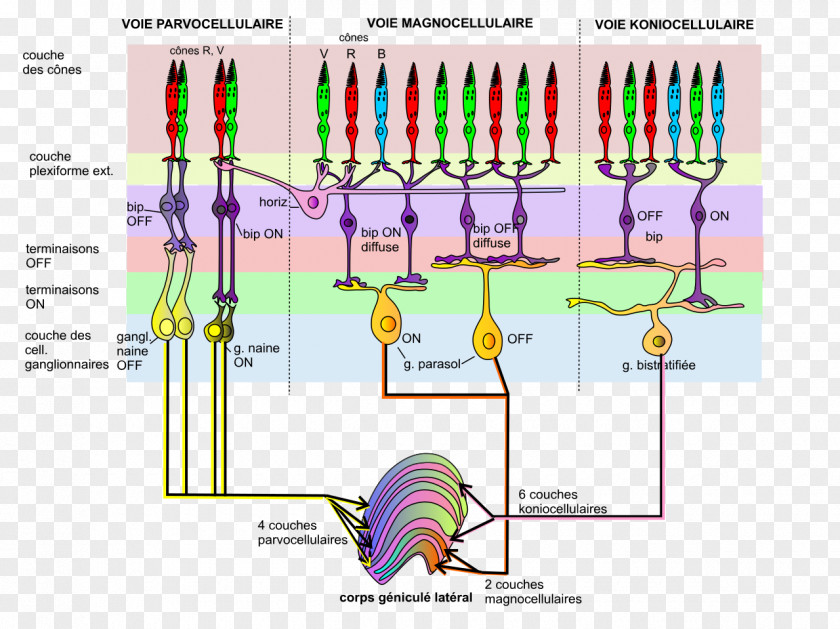 Human Cells Retinal Ganglion Cell PNG