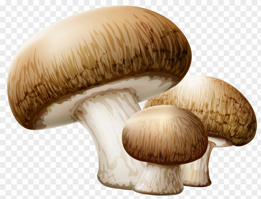 Mushroom Common Edible Clip Art PNG