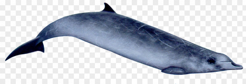 Risso's Dolphin Common Bottlenose Tucuxi Rough-toothed Porpoise Ginkgo-toothed Beaked Whale PNG