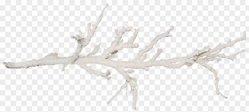 Salt Branch Tree Twig Snow PNG