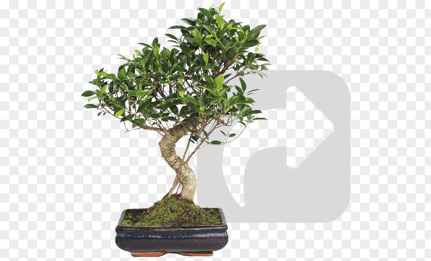 Tree Chinese Sweet Plum Mistral Bonsai Flowerpot PNG