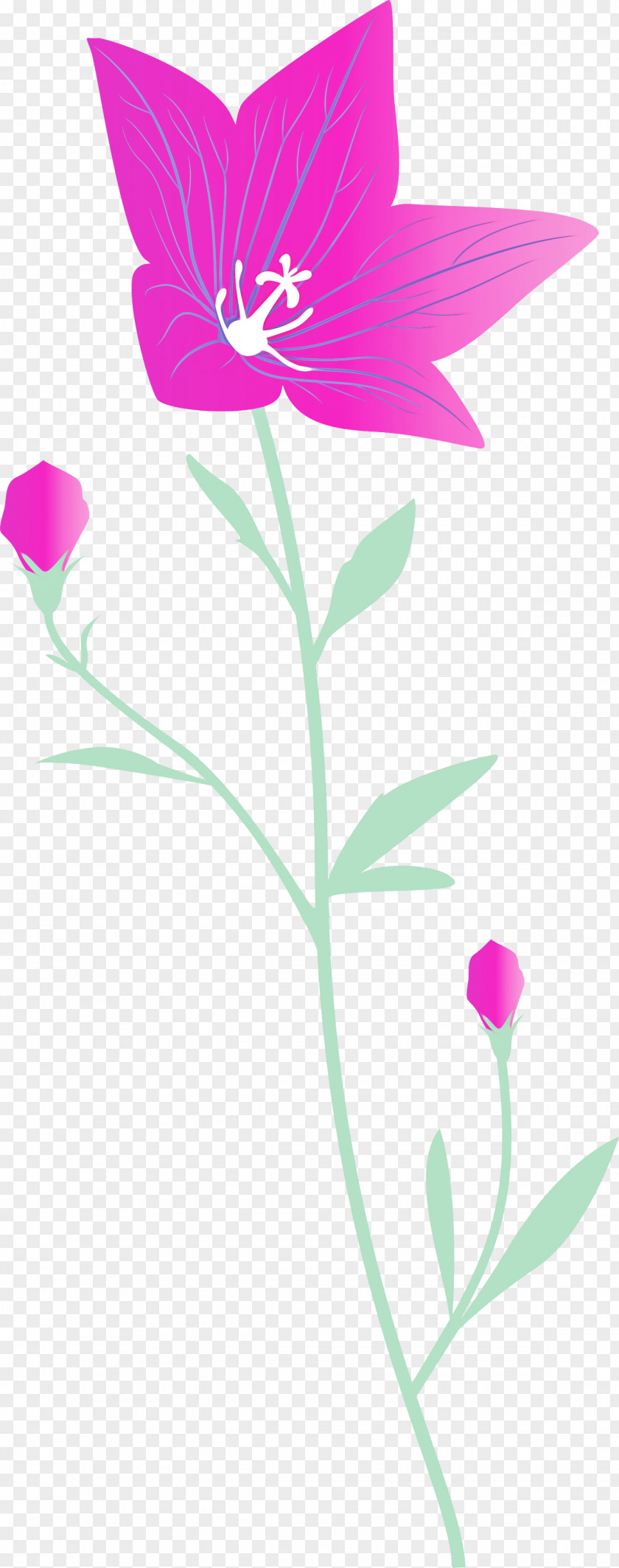 Balloon Flower PNG