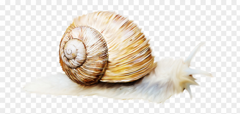 Bivalve Escargot Snails And Slugs Snail Sea Lymnaeidae Shell PNG