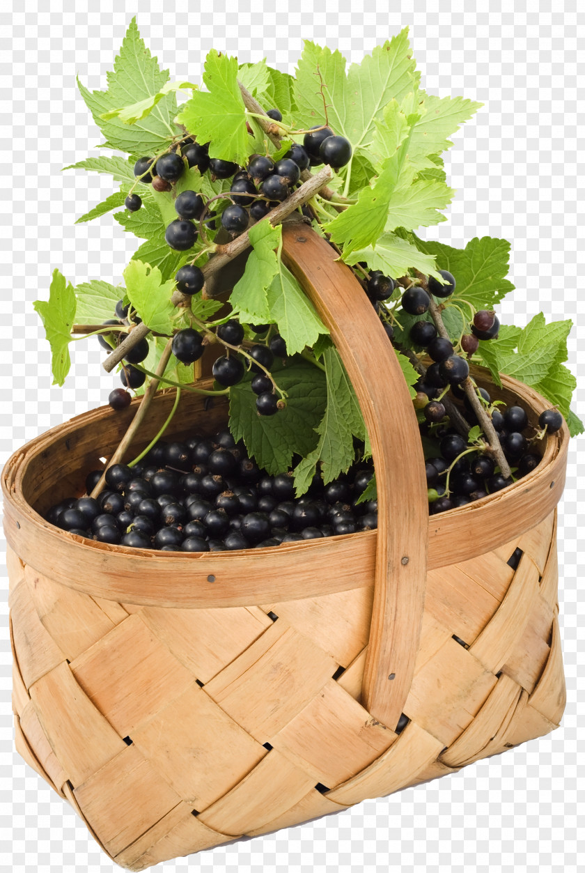 Blackberry Fruit Blackcurrant Redcurrant Grape Cassis PNG