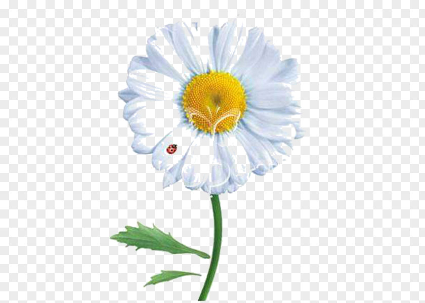 ÐºÐ¾Ð½Ñ„ÐµÑ‚Ñ‚Ð¸ Common Daisy Desktop Wallpaper Clip Art PNG