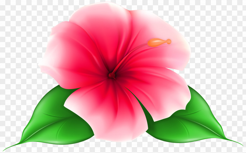 Flower Clip Art Desktop Wallpaper PNG