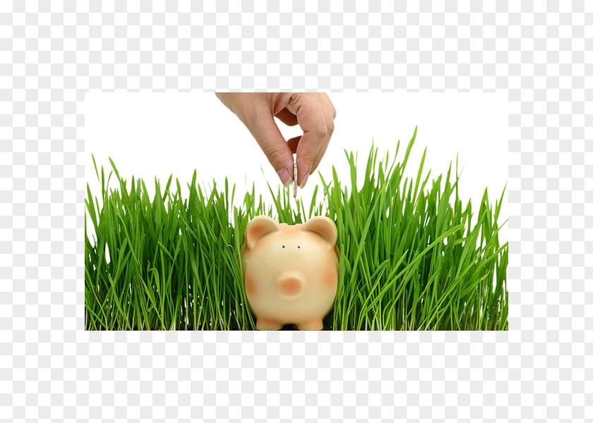 Piggy Bank Lawn Grasses Plant Saving Animal PNG