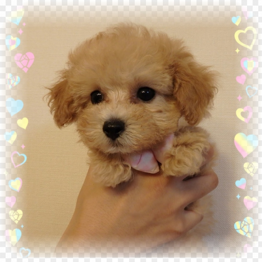 Toy Poodle Miniature Cockapoo Schnoodle Bolonka PNG