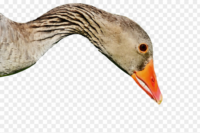 Beak Bird Goose Water Duck PNG