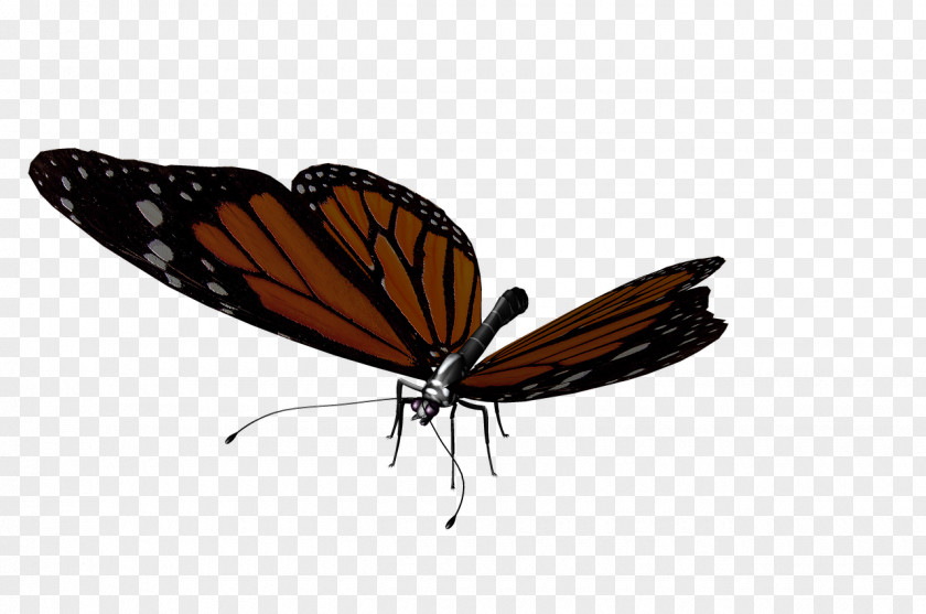 Butterfly Monarch Moth Insect PNG