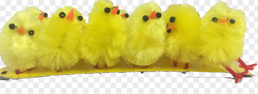 Easter Chicks Bird Parakeet Feather Beak Animal PNG