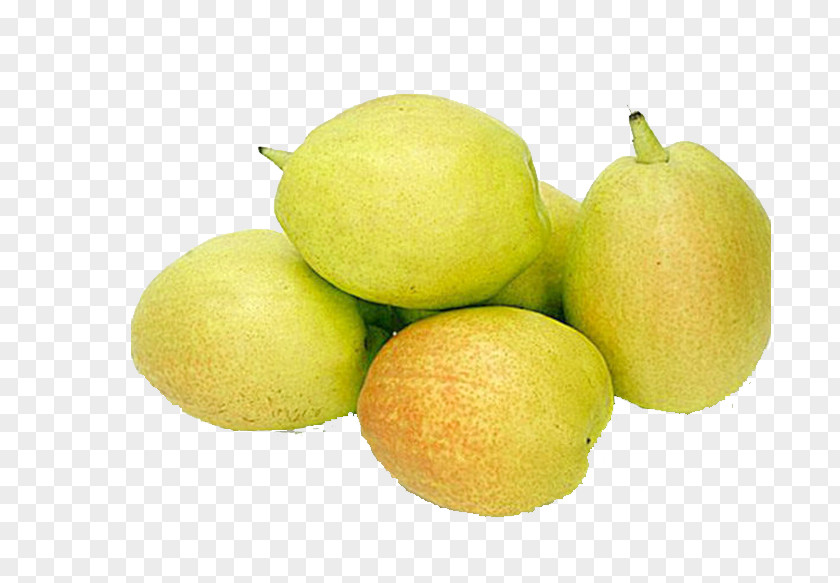 Pear Pyrus Nivalis Lime Fruit Lemon PNG