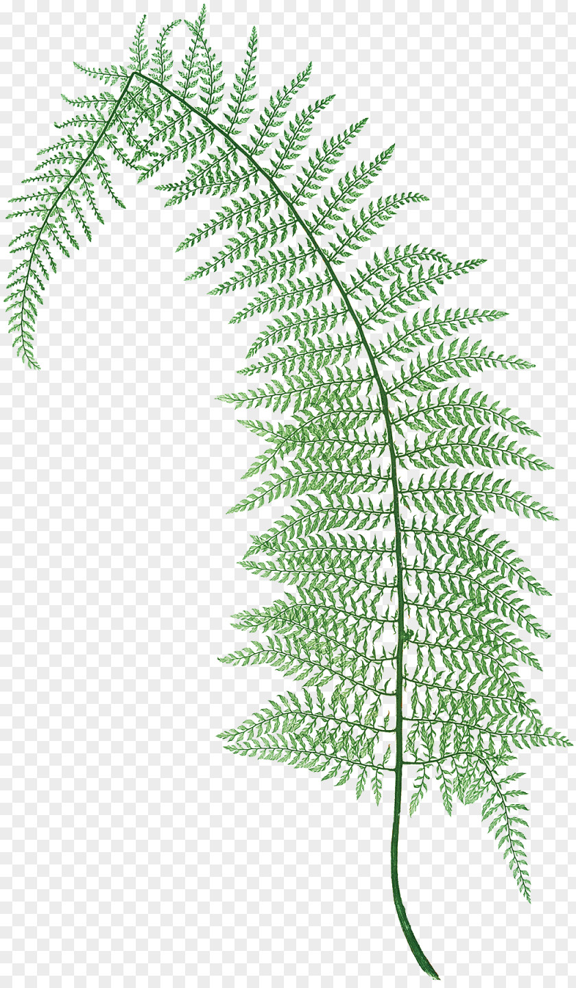 Plants The Ferns Of Great Britain And Ireland Polystichum Setiferum Aculeatum Lonchitis PNG