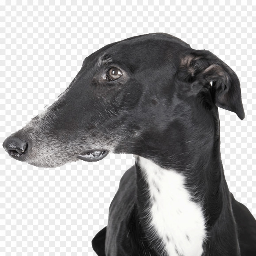 Spanish Greyhound Italian Hortaya Borzaya Polish PNG