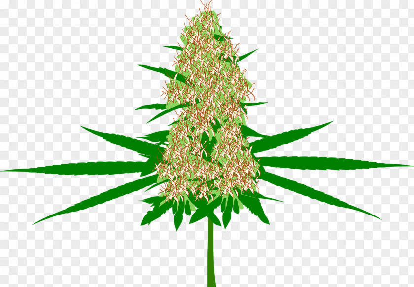 Tree Holiday Decorations Hash, Marihuana & Hemp Museum Medical Cannabis Bud PNG