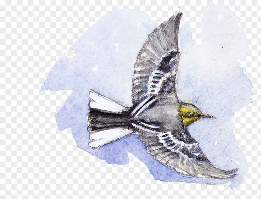 Wing Falconiformes Bird Perching Sharp Shinned Hawk PNG