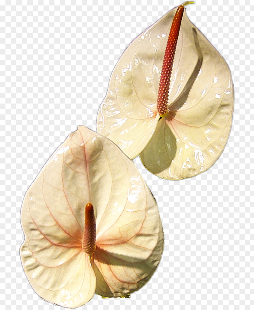 Computer Mouse Laceleaf Petal Flower Bouquet Cut Flowers PNG