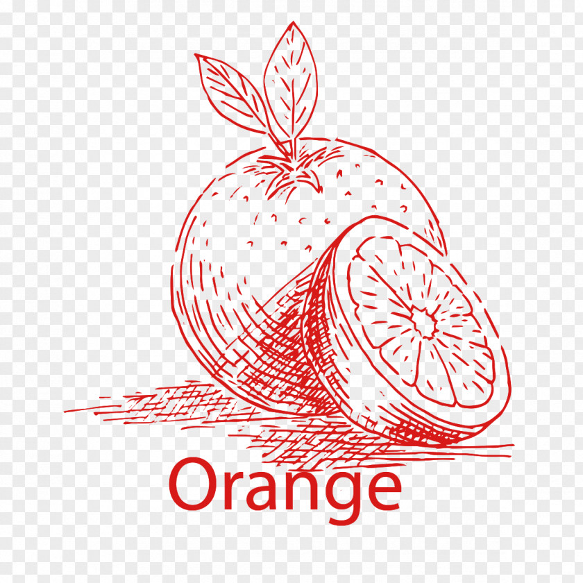 Hand Drawn Fruits PNG