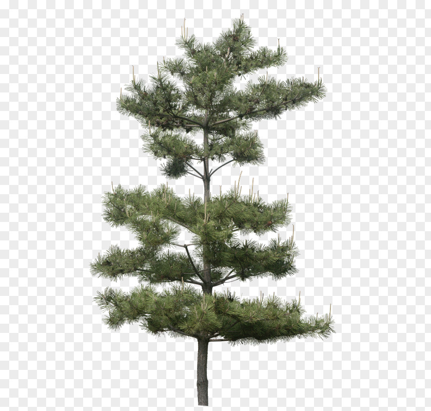 Lw Tree Plant Pinus Thunbergii PNG