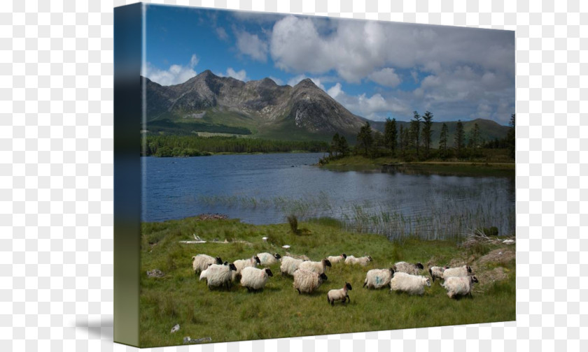 Sheep Nature Reserve Loch National Park Inlet PNG