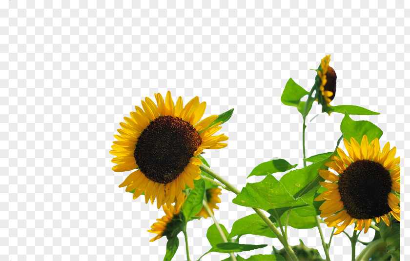 Sunflower Common Publicity PNG