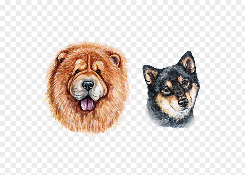 Watercolor Animals Eurasier Finnish Spitz Pomeranian Dog Pit Bull Chow PNG