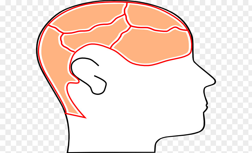 Brain Cartoon Face Cheek Facial Expression Forehead Human Body PNG