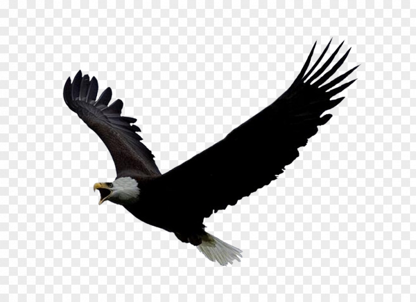 Eagle Image, Free Download Bald National Repository Bird Clip Art PNG