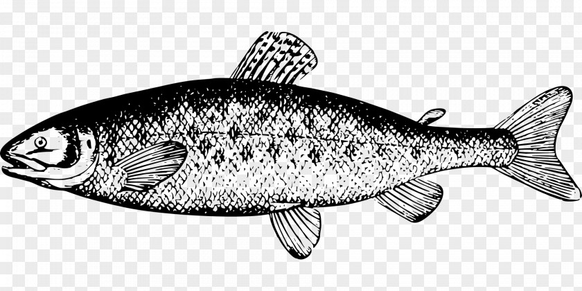 Fish Chum Salmon Clip Art PNG