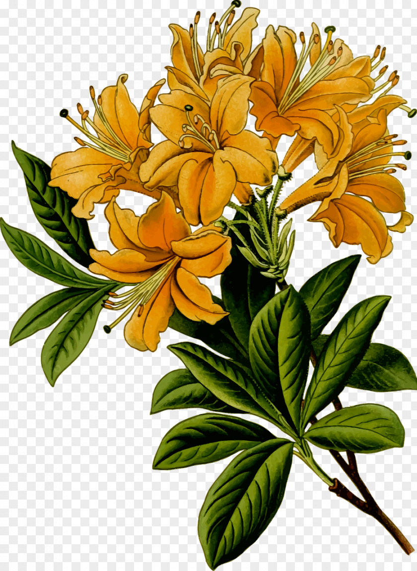 Herbs Flower Leaf Branch Rhododendron PNG