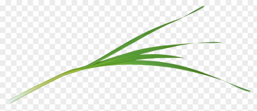 Leaf Green Grasses Plant Stem PNG